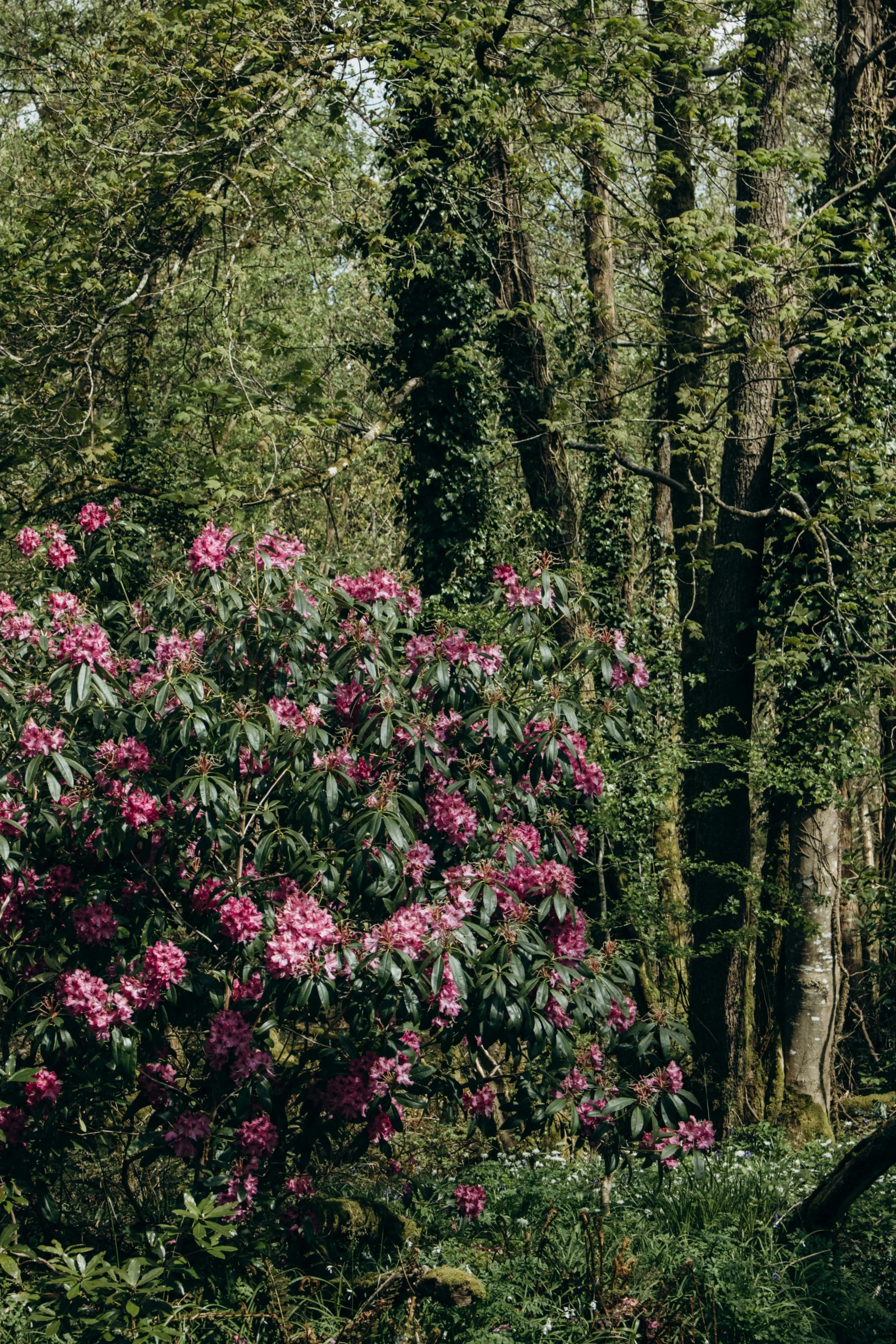 Itinerary: Rhododendron Forest Trek